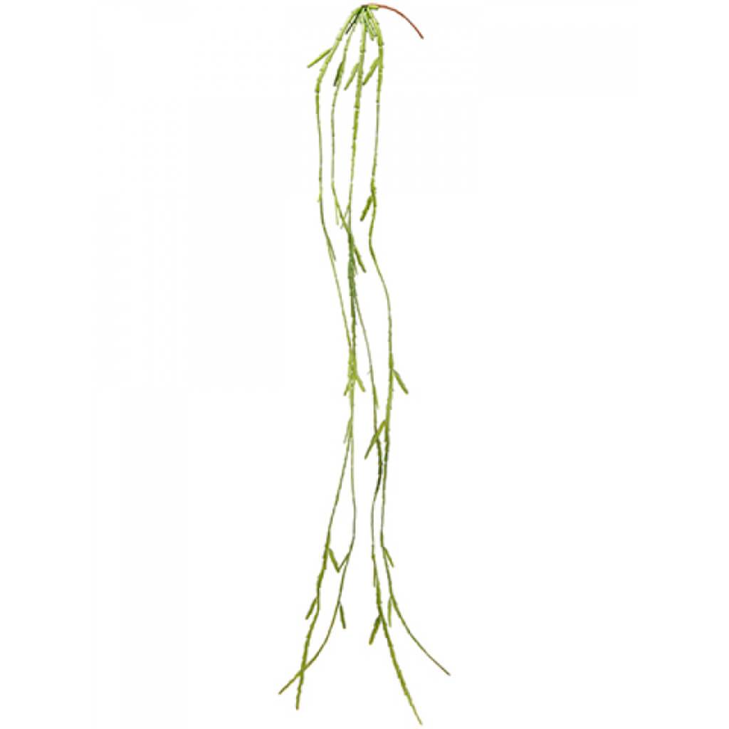 Pencil Cactus Hanging Spray 41" 