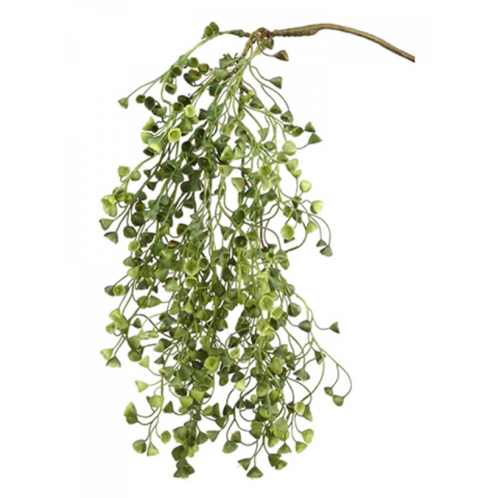 Sedum Hanging Bush 20&quot; Gr 