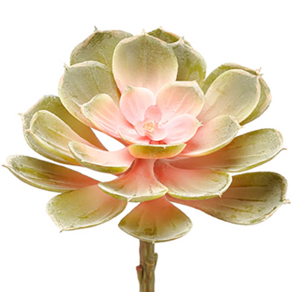 Soft Echeveria Pick 6" Gr/Mv 