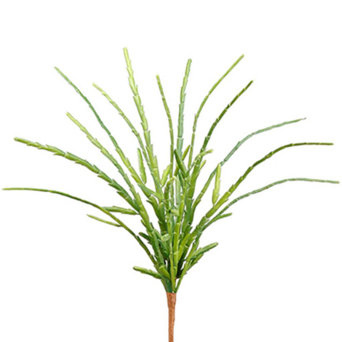 Pencil Cactus Bush 13" Gr 