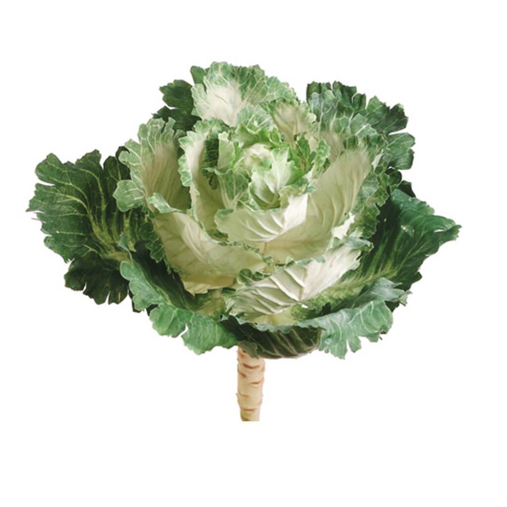 Ornamental Cabbage 11.5" Cr/Gr 