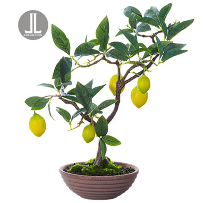 Lemon Bonsai In Clay Pot 17" 