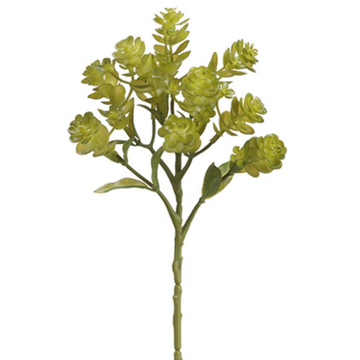 Sedum Pick 12" Gr 
