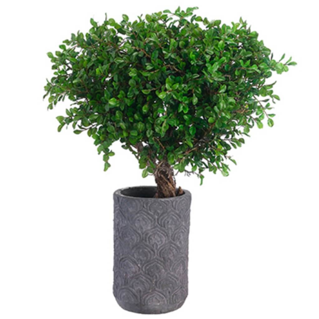 Button Leaf Tree(P) 29H18W21&quot; L 