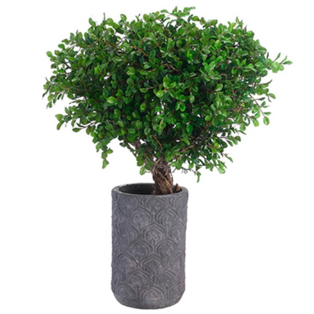 Button Leaf Tree(P) 29H18W21" L 
