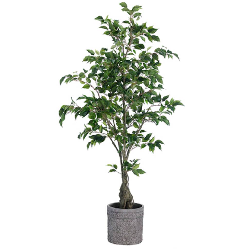 Ficus Tree in Terra Cotta Planter 65in
