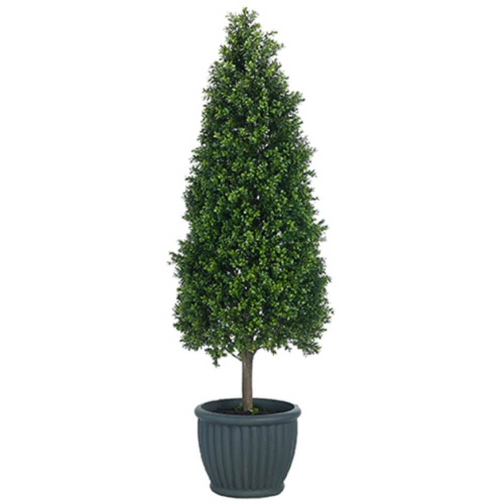 Boxwood Topi(Cement Planter 69" 