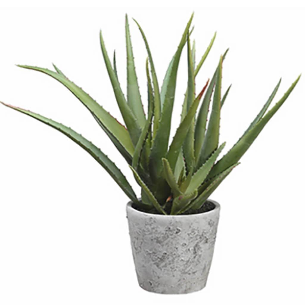 Aloe In Cement Pot 15.5&quot; Gr 