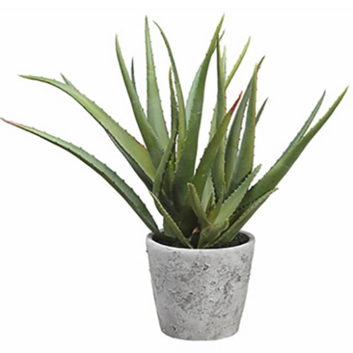 Aloe In Cement Pot 15.5" Gr 