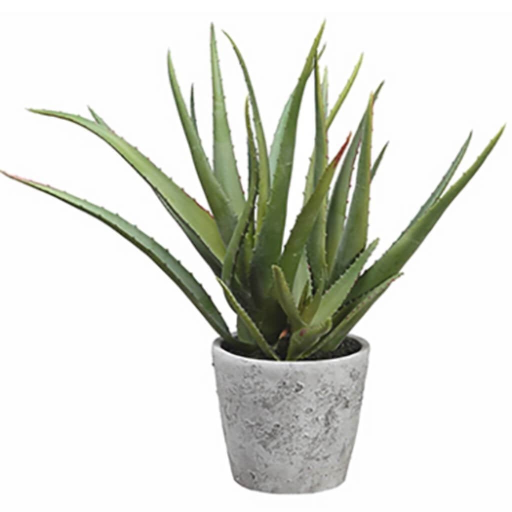 Aloe In Cement Pot 15.5" Gr 