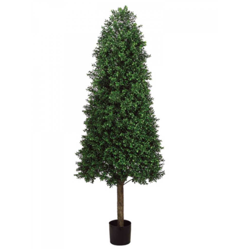 Con/Shp Boxwood Topiary(P) 5.5&#39; 