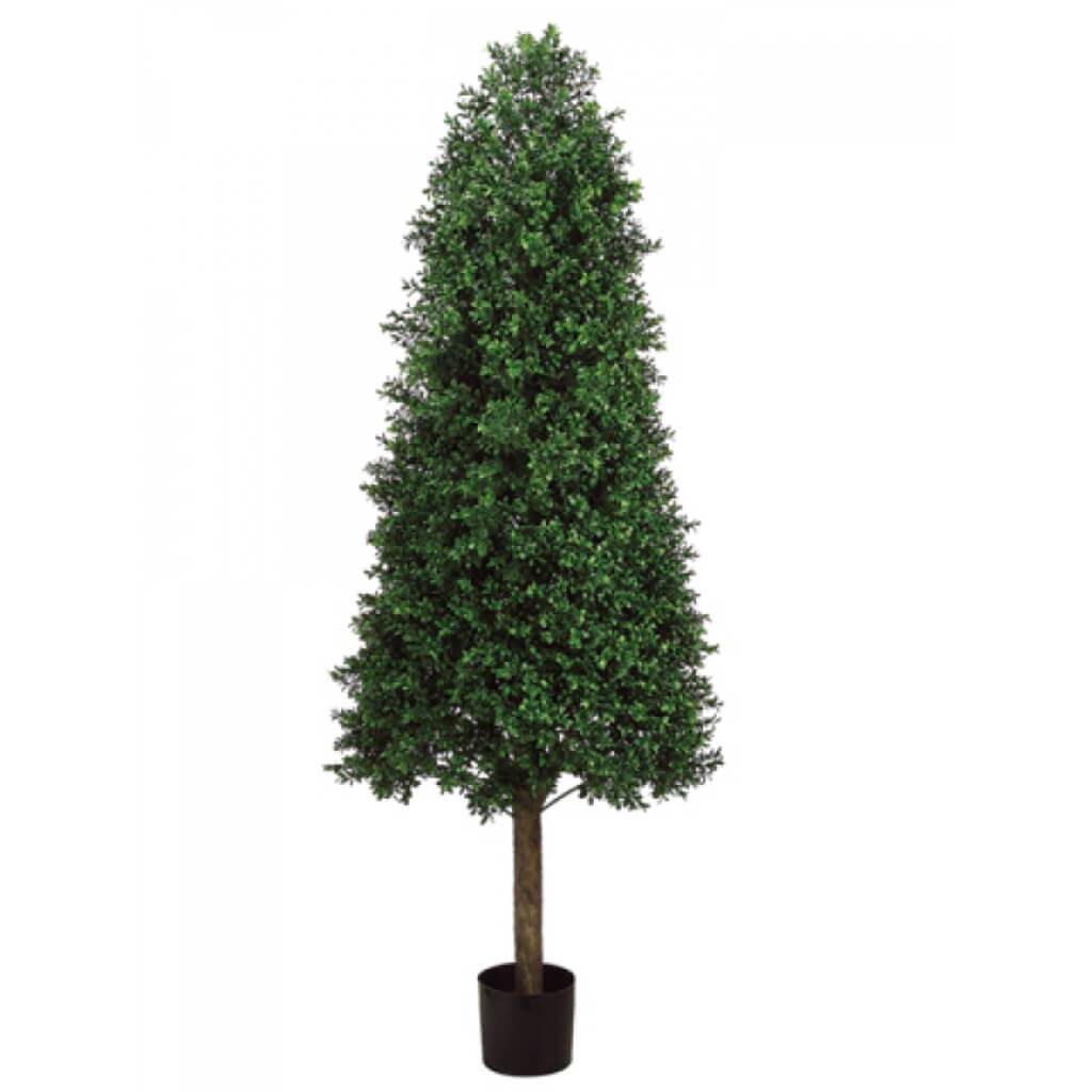 Con/Shp Boxwood Topiary(P) 5.5' 