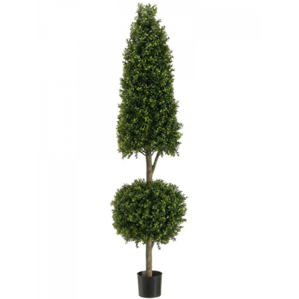 Con/Ball Boxwood Top.(P) 6&#39; Grtt 