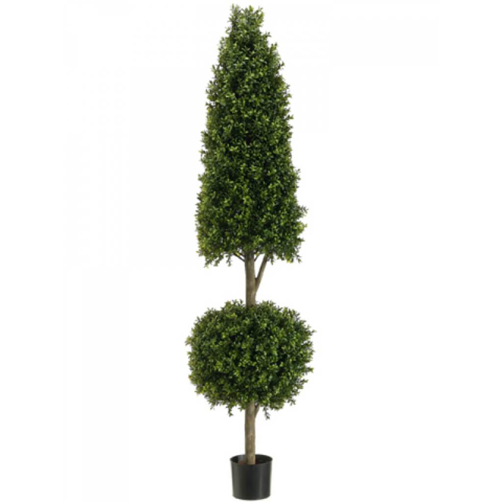Con/Ball Boxwood Top.(P) 6' Grtt 