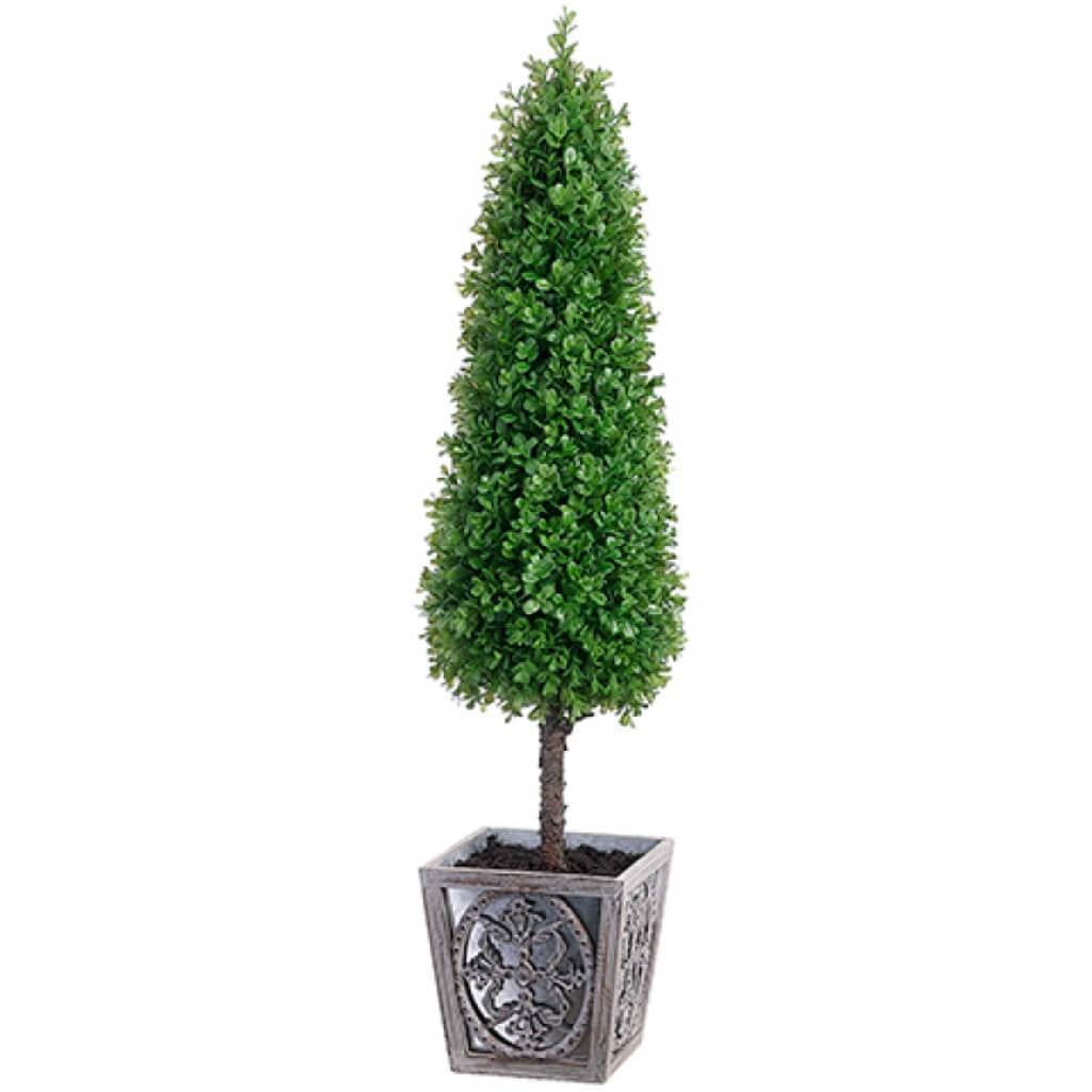 Boxwood Cone Topiary In Pot 41&quot; 