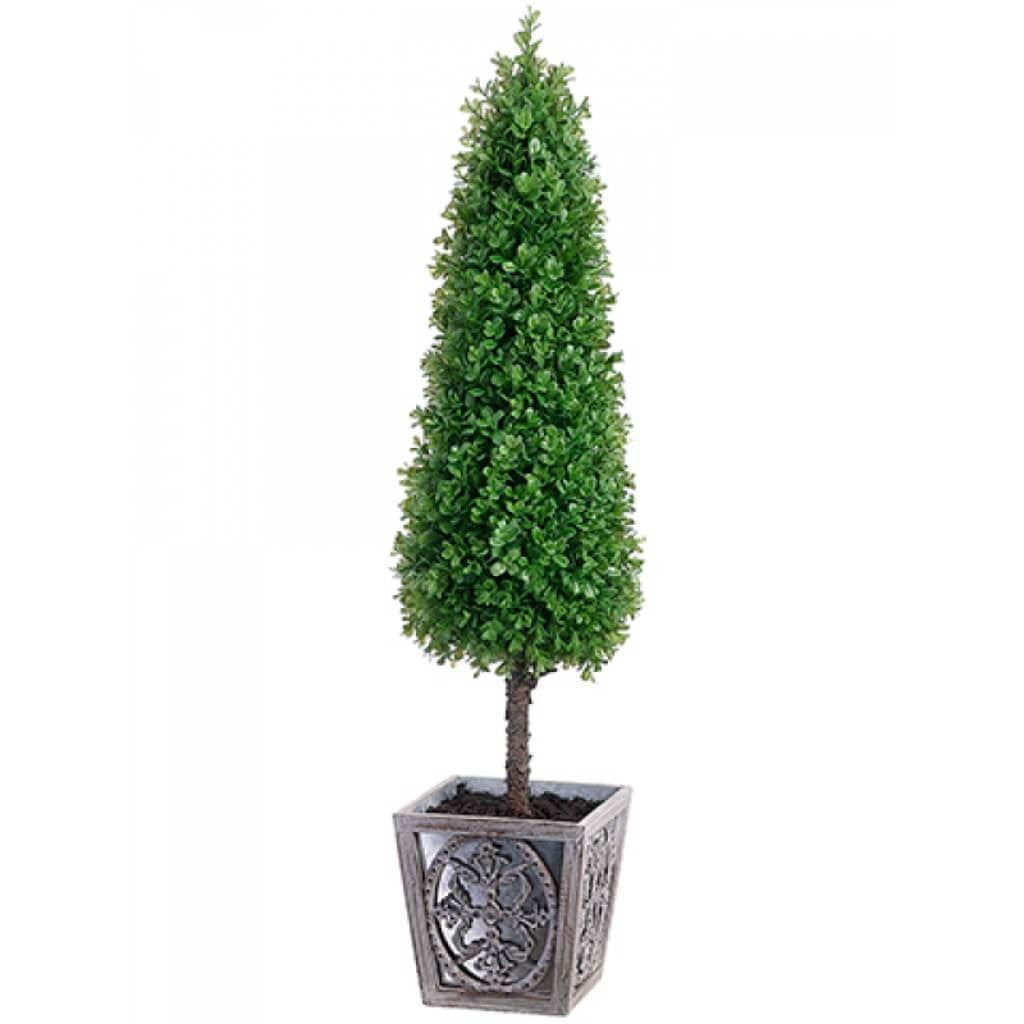 Boxwood Cone Topiary In Pot 41" 