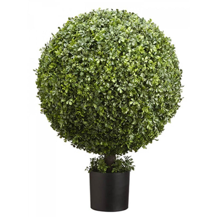Boxwood Ball Topiary (P) 36" Gr 