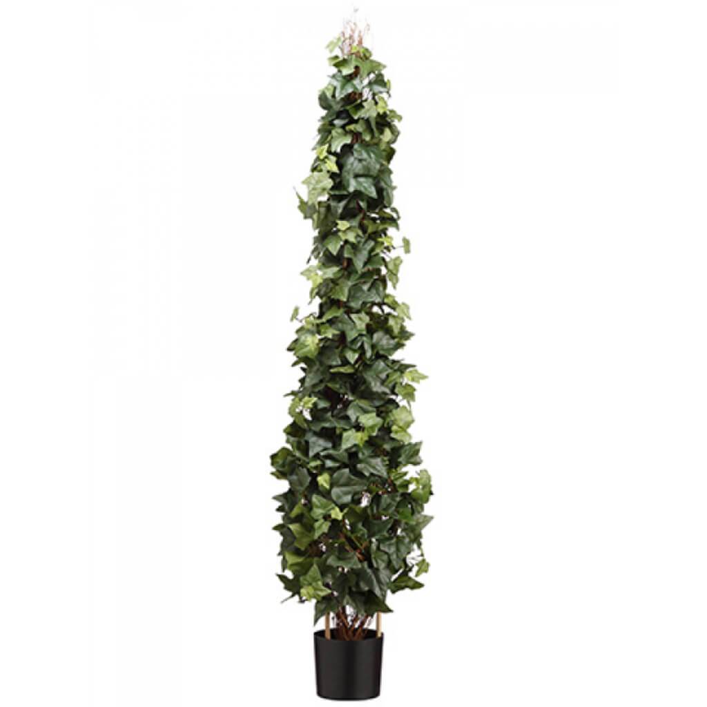 Ivy Topiary In Pot 5.5' Gr 