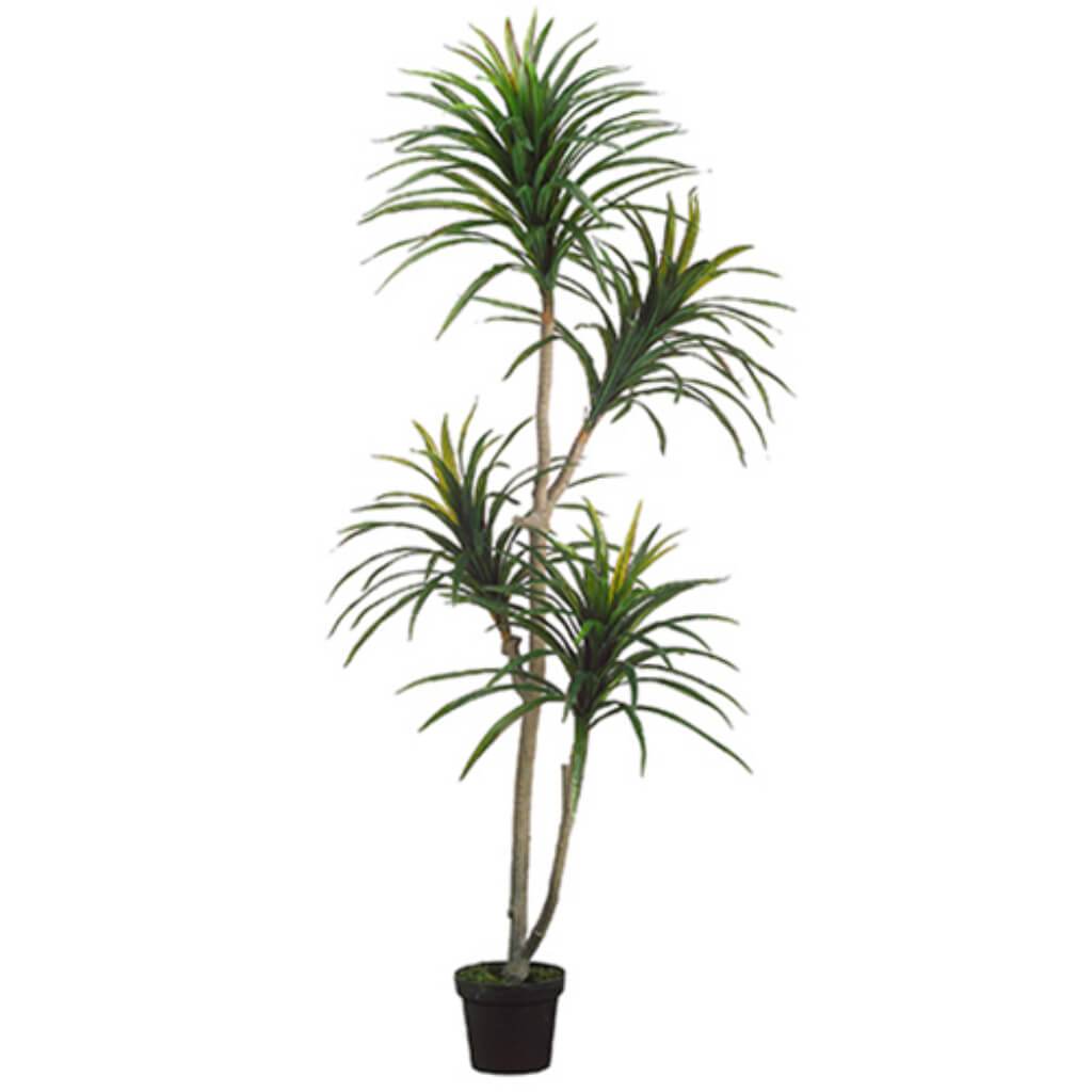 Yucca Tree X2 In Pot 6' Gr/Bu 