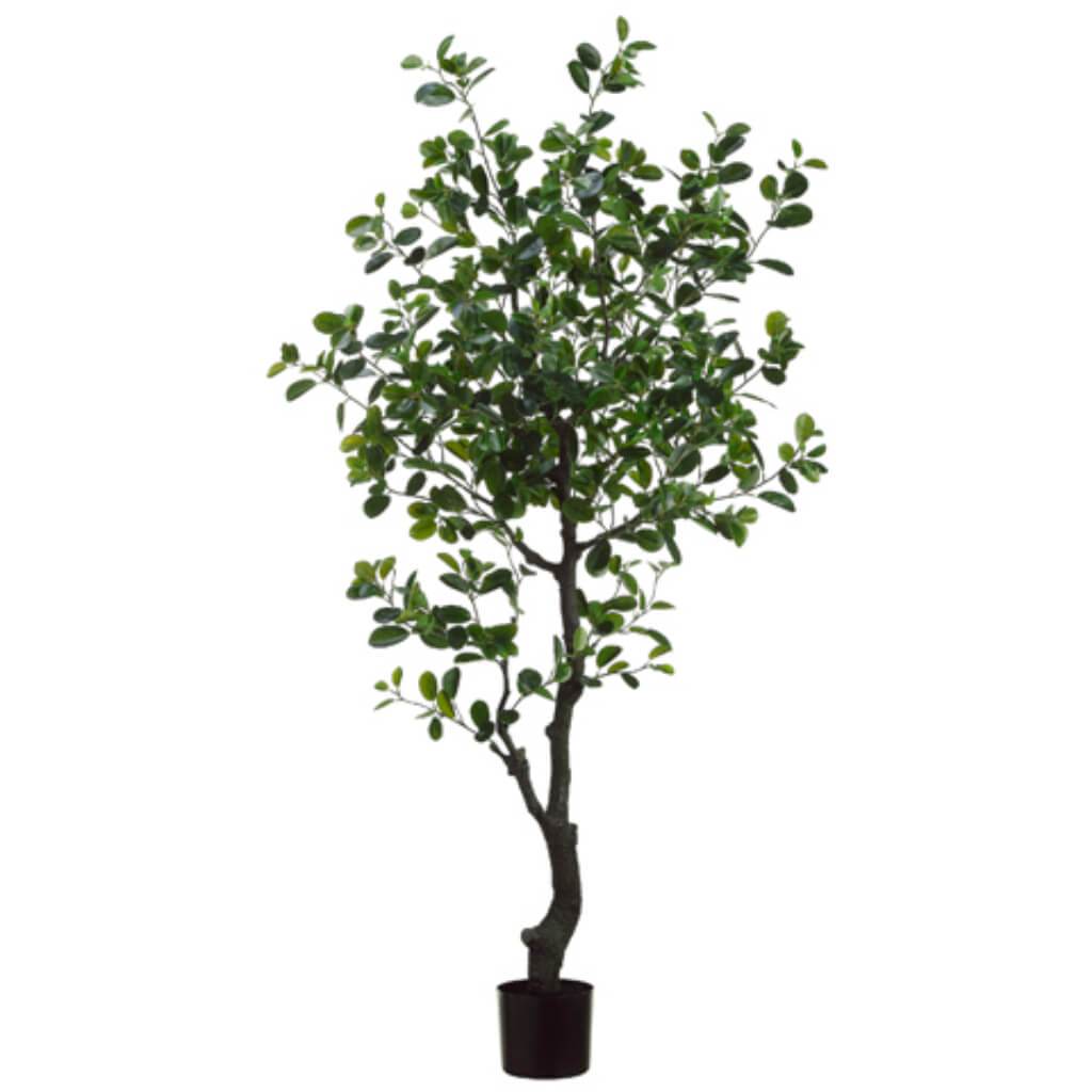 Eva Ficus Tree 989L In Pot 6&#39; 