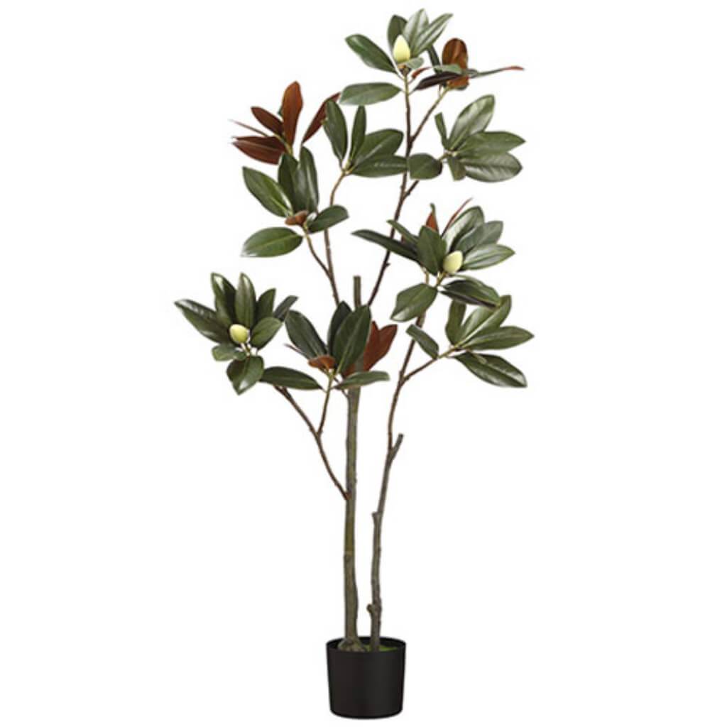 Magnolia Leaf Tree X2 In Pot 5' 