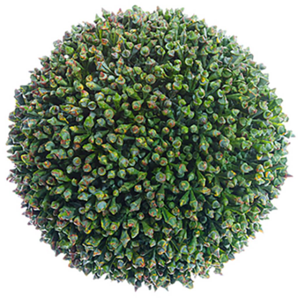 Sedum Orb 5.5&quot; Gr 