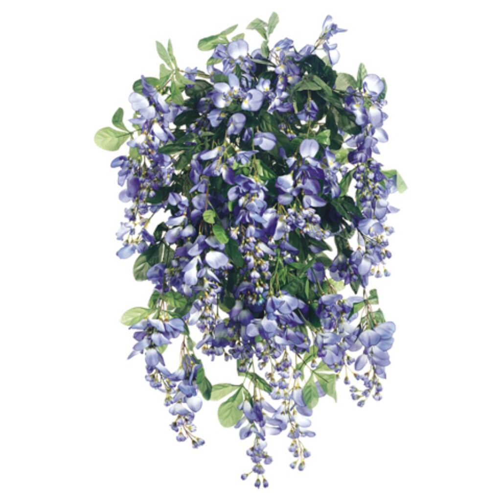 Wisteria Bush X45 31&quot; Blue 