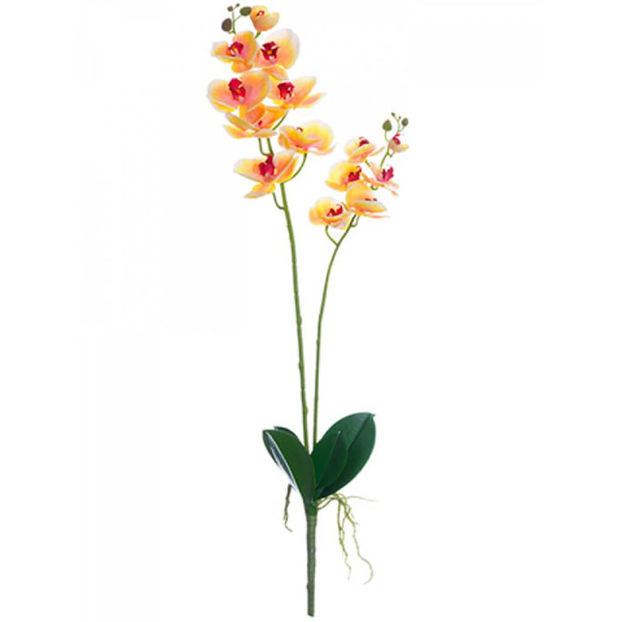 Phalaenopsis Plant 32" Pe/Ye 