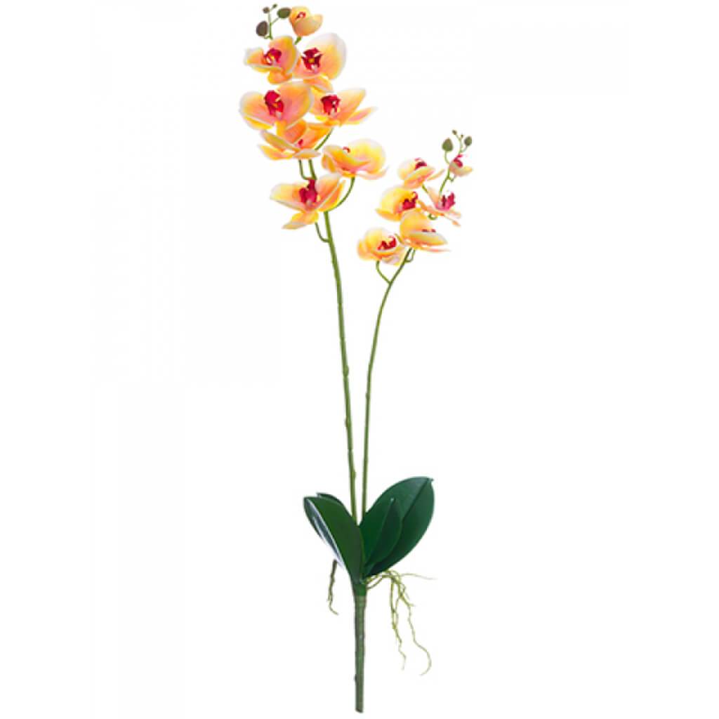 Phalaenopsis Plant 32" Pe/Ye 