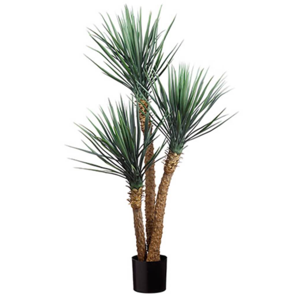 Yucca Plant X3 5&#39; Gr/Fs 