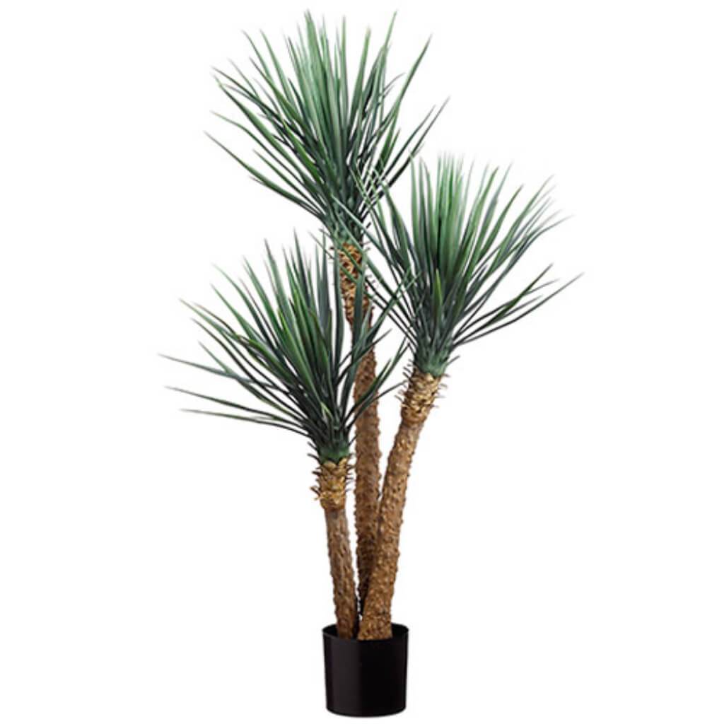 Yucca Plant X3 5' Gr/Fs 