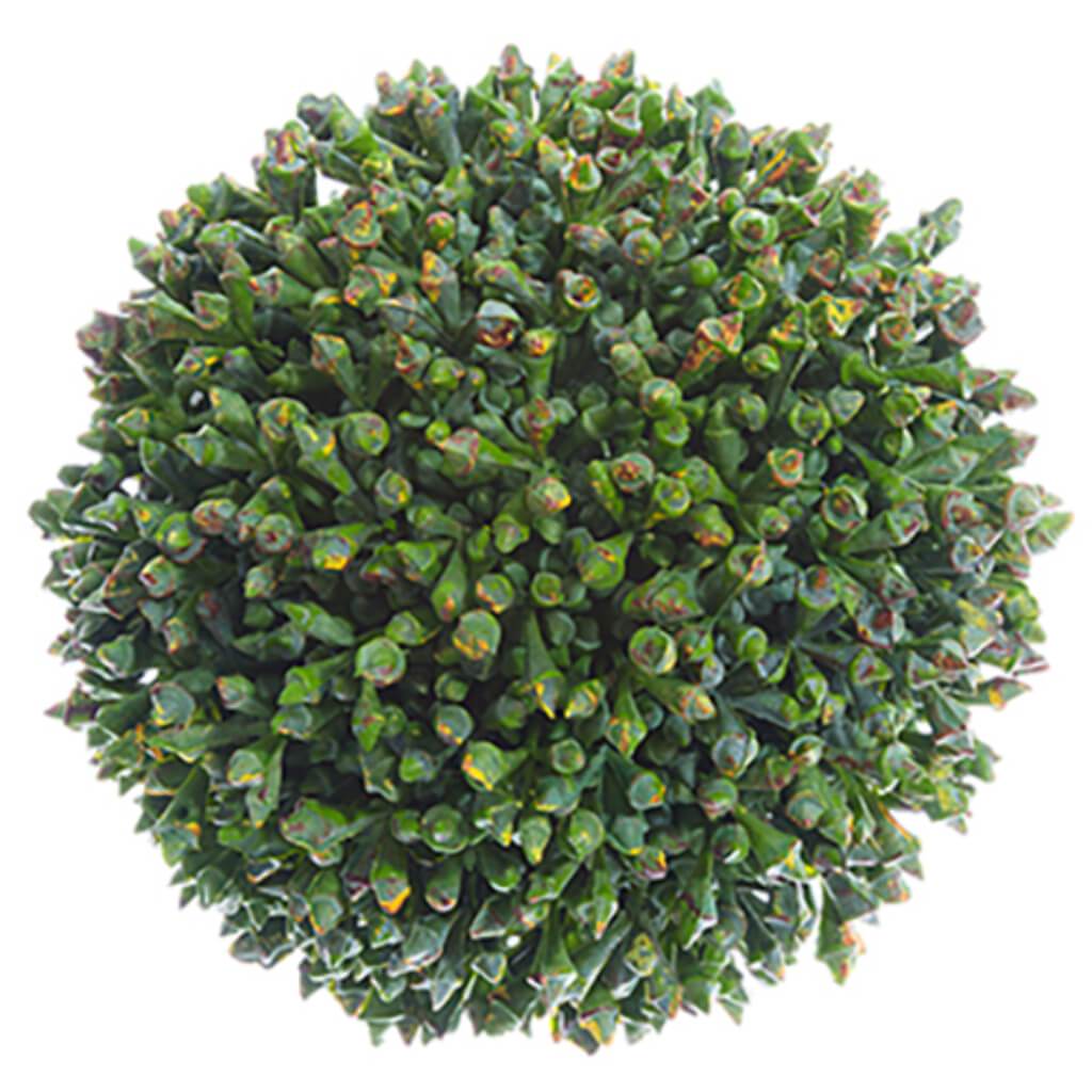 Sedum Orb 4&quot; Gr 