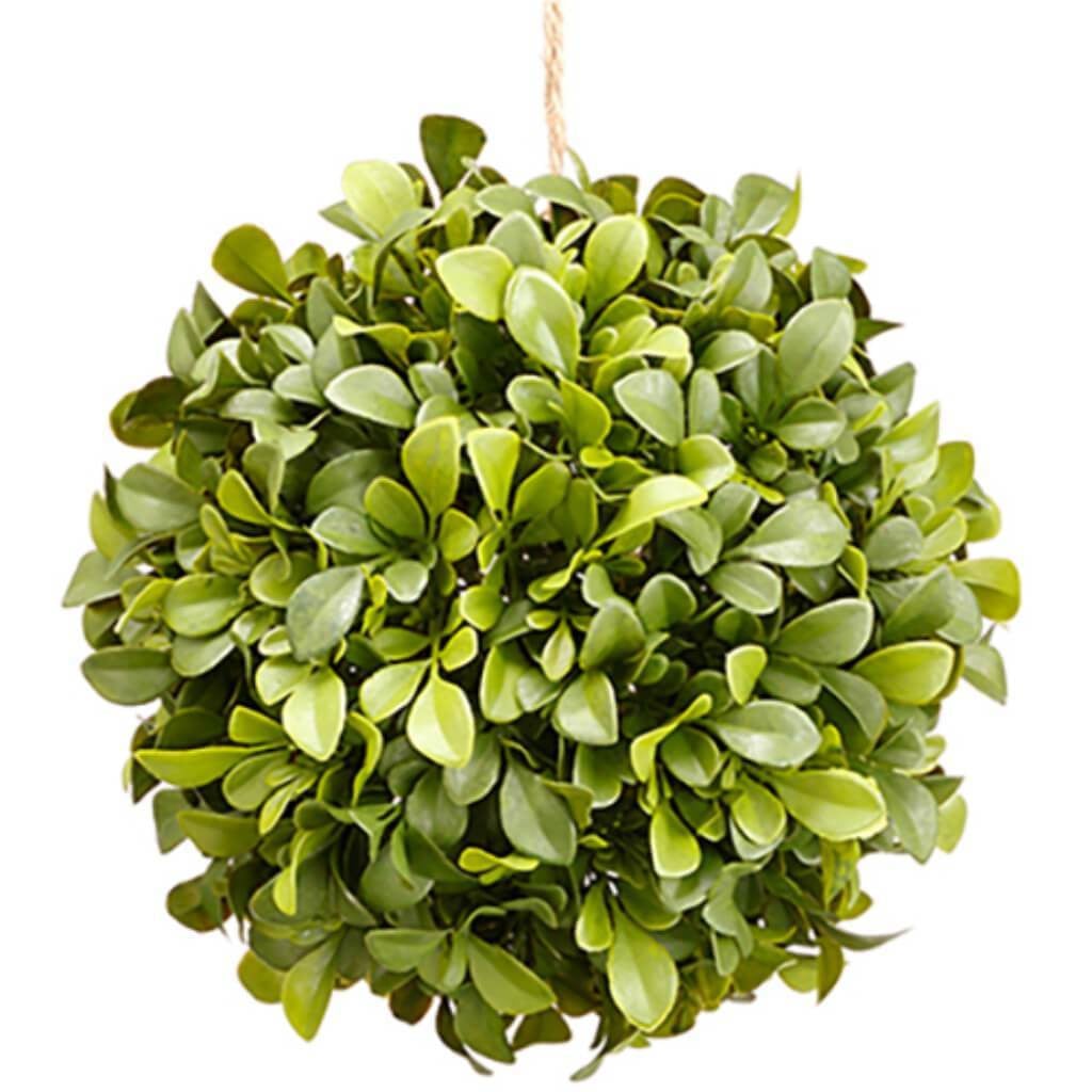 Boxwood Orb 7&quot; Gr 