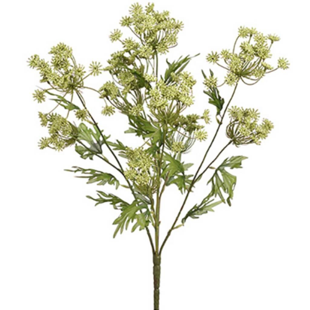 Queen Anne'S Lace Bush X5 21.5" 