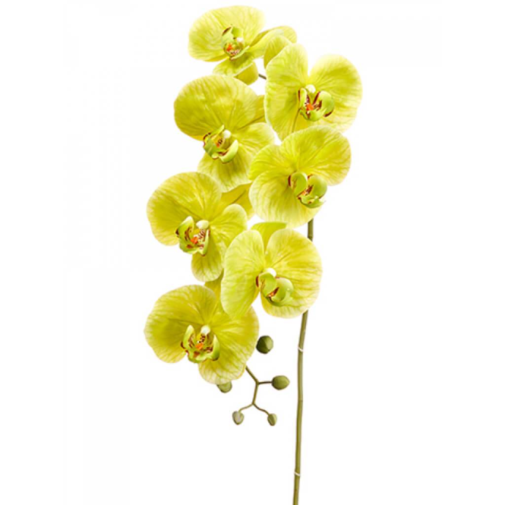 Phalaenopsis Orchid Spray 42" 