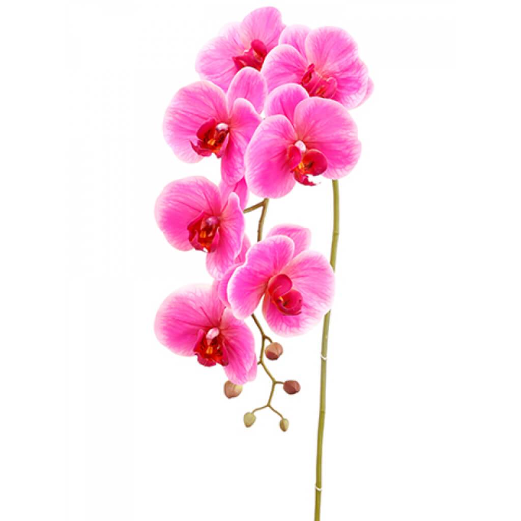 Phalaenopsis Orchid Spray 42&quot; 