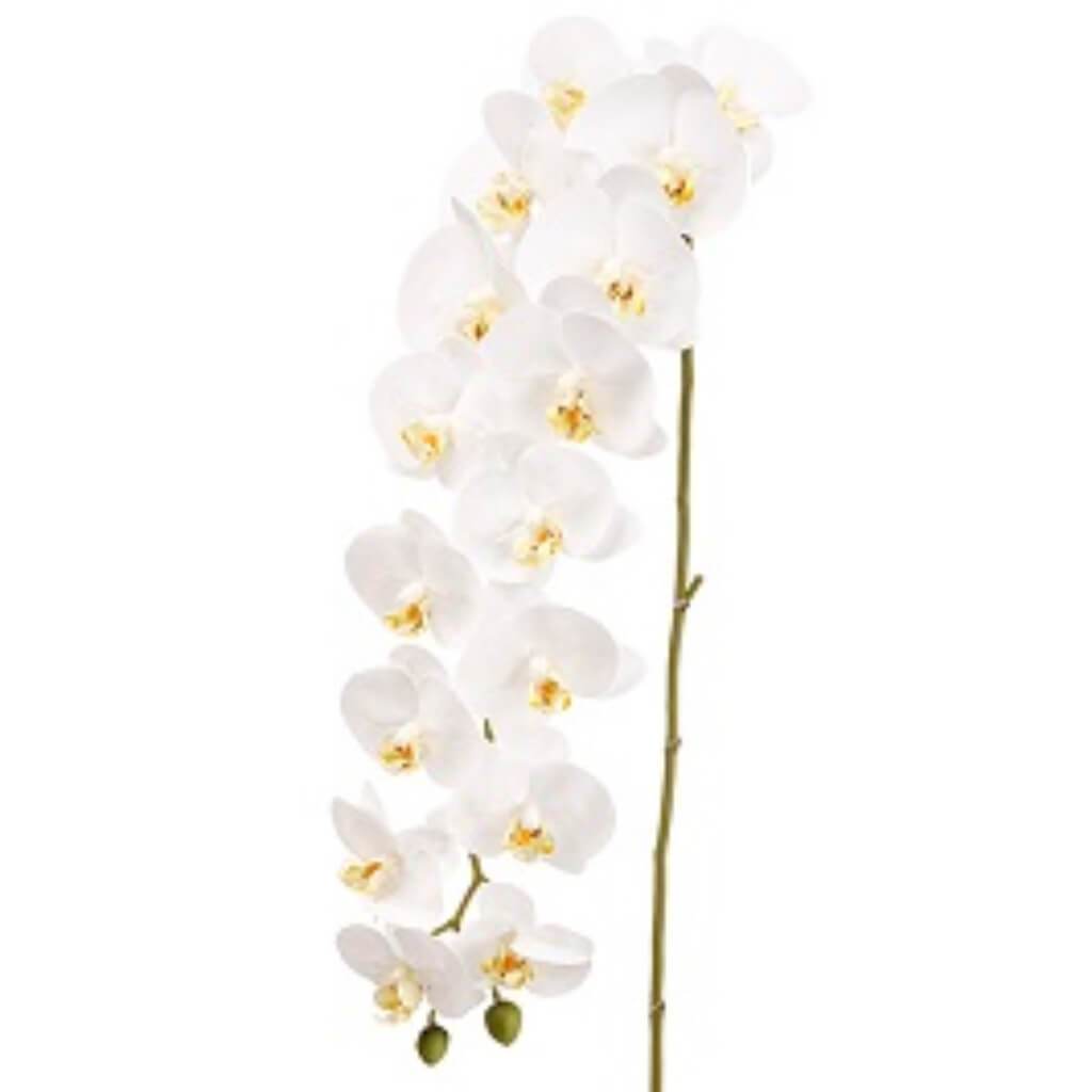 Phalaenopsis Orchid Spray 45&quot; 