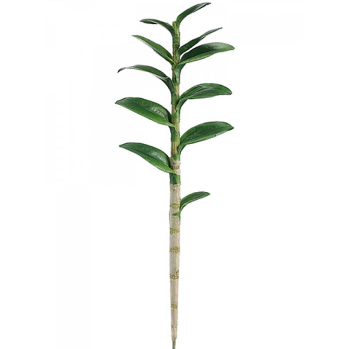 Dendrobium Leaf Plant 11L 29" 
