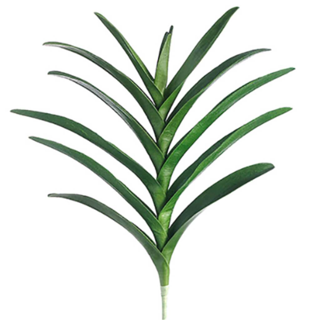 Vanda Orchid Leaf Plant 12L 21" 