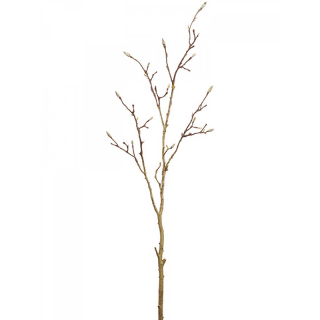 Magnolia Bud Branch 65&quot; Br 