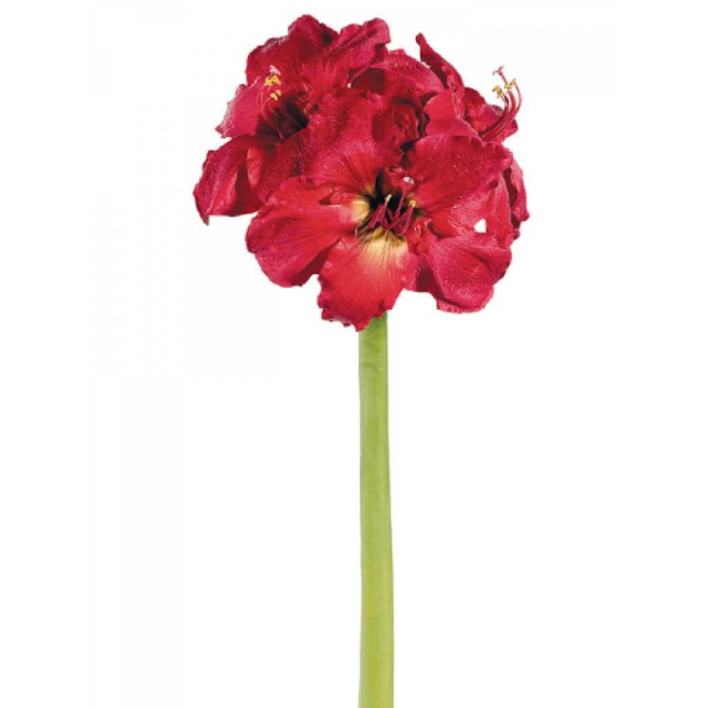 Amaryllis Spray X3 29&quot; Re 
