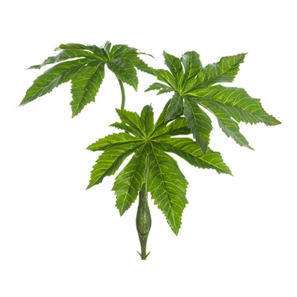 Aralia Leaf Bush 9" Gr 