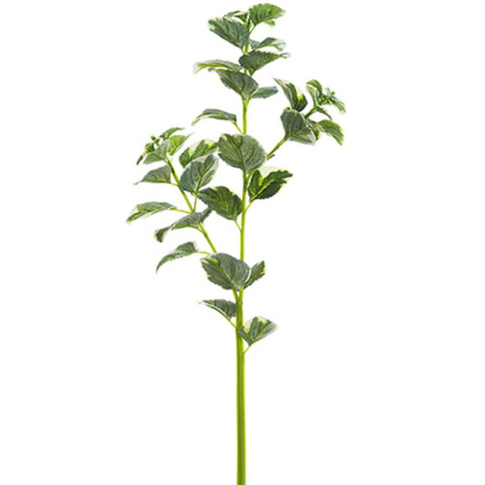 Oregano Spray 31" Gr/Cr 