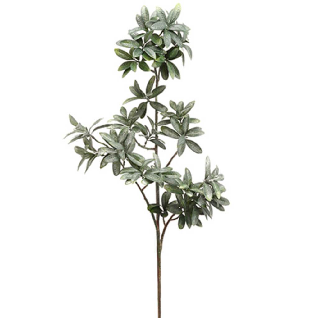 Pittosporum Spray 40&quot; Gr 