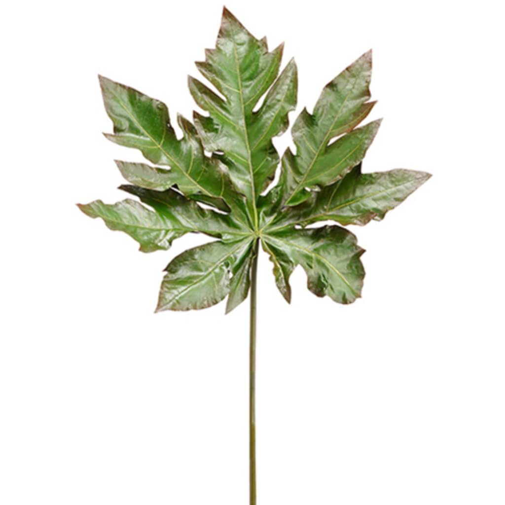 Paw Paw Spray 42" Gr/Bu 