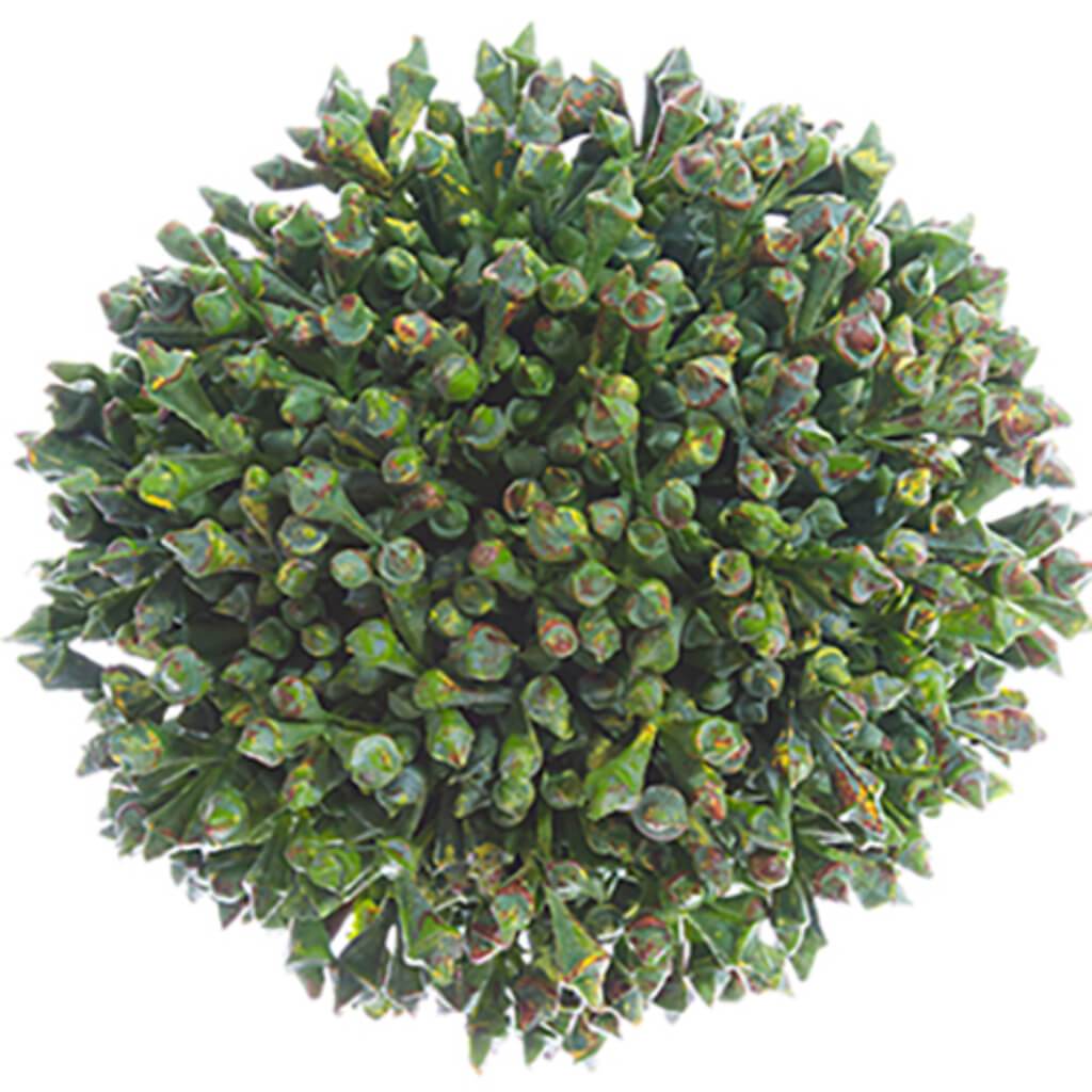 Sedum Orb 3.5&quot; Gr 