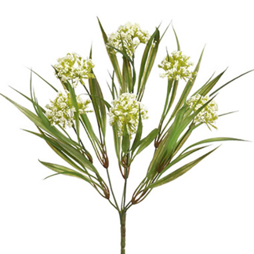 Wild Allium Bush X6 13&quot; Cr 