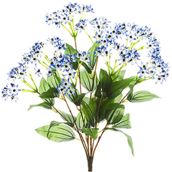 Cineraria Bush X8 22" He 