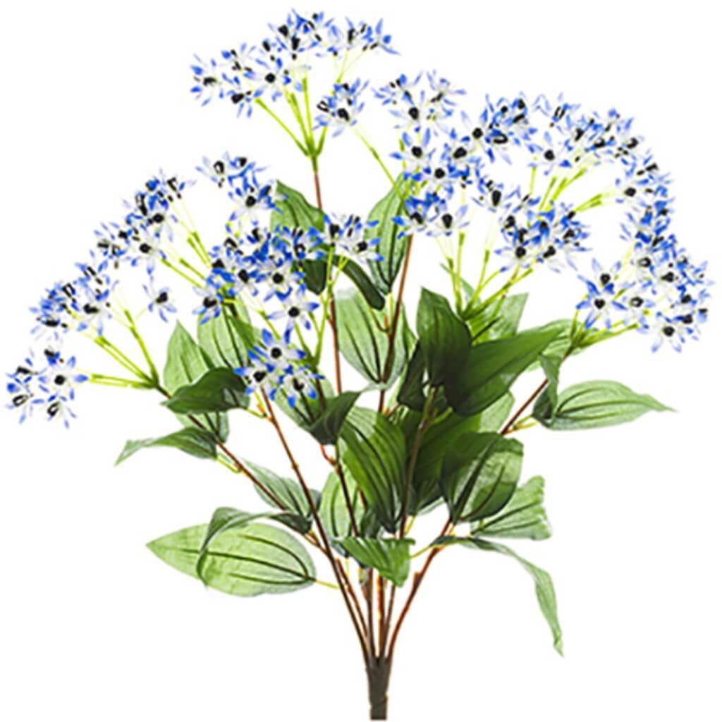 Cineraria Bush X8 22" He 