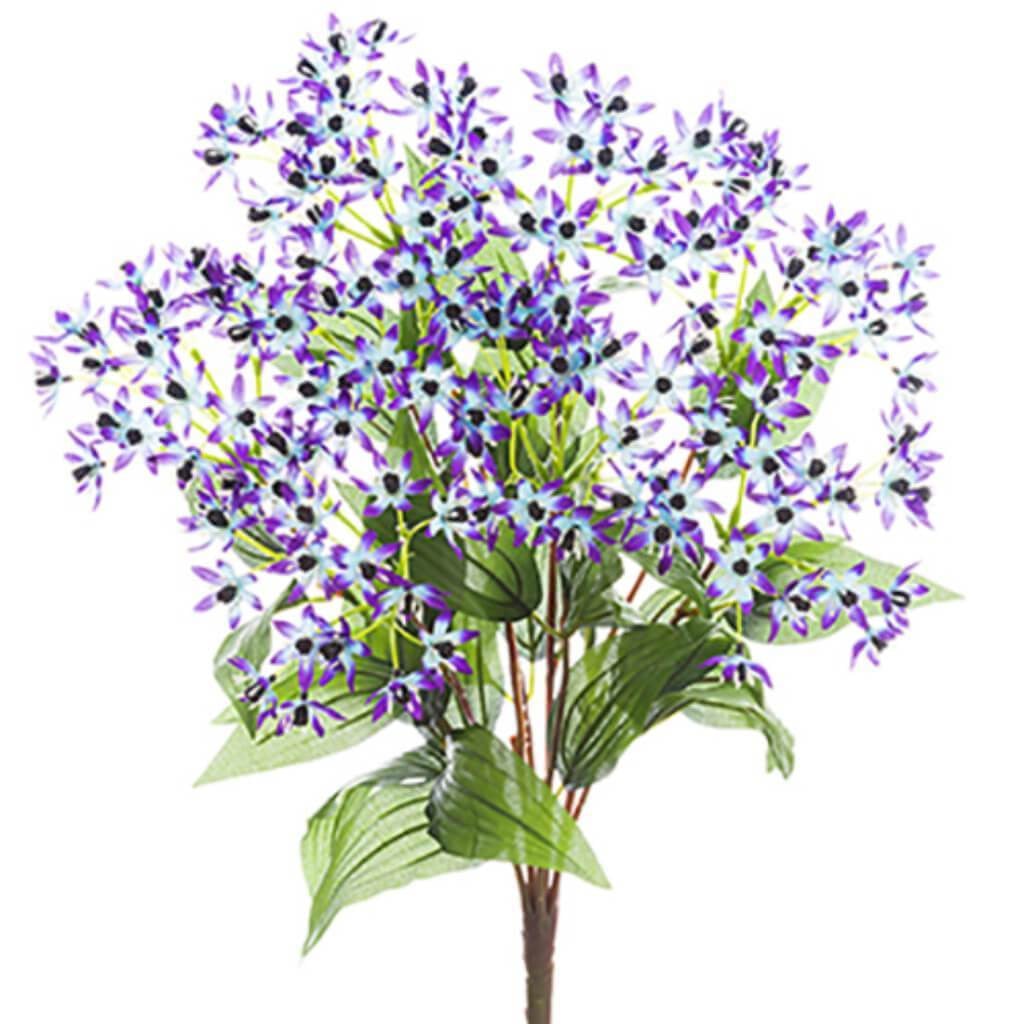 Cineraria Bush X8 22" Pu 